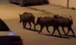 Hatay'da domuz sürüsü mahalleye indi