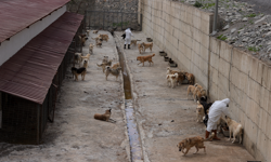 Hakkari’de sahipsiz köpekler koruma altında