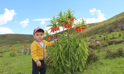 Karlıova’da ters laleler ilgi odağı oldu