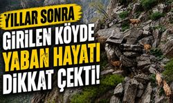 Yıllar sonra girilen köyde yaban hayatı dikkat çekti