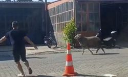 Kaçan kurbanlık koç ortalığı karıştırdı