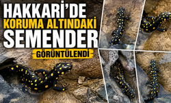 Hakkari'de koruma altındaki semender görüntülendi