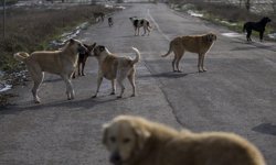 Şanlıurfa'da sahipsiz köpeğin saldırdığı kişi yaralandı