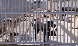 Bir kişiyi ısıran köpeğin sahibine rekor ceza