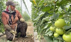Antalya sebze üretiminde Türkiye lideri