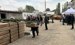 Yüksekova'da üreticilere sebze fidesi dağıtıldı