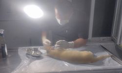 Hakkari’de yaralı kedi için acil operasyon