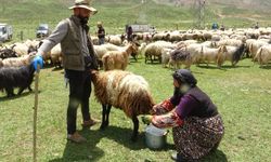 Hakkari'de berivanların yayla mesaisi başladı