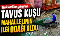 Hakkari’de görülen Tavus Kuşu vatandaşın ilgi odağı oldu