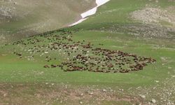 Iğdır'ın yaylaları hayvan sürüleriyle şenlendi