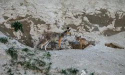 Kars'ta tilki ailesi yuvalarında görüntülendi