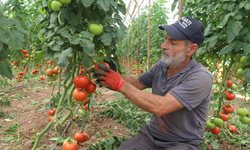 Antalya'da yazlık domates hasadı başladı