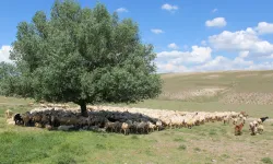 Aksaray’da ‘ithal çoban’ dönemi