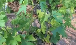 Batman'da üzüm bağları ilaçlanıyor