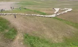 Malatya'da küçükbaşların yayla yolculuğu başladı