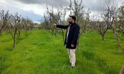 Diş hekimi, memleketine 2 bin ceviz fidanı dikti