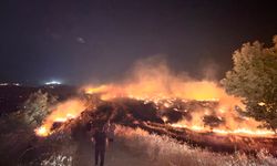 Anız yangını, zeytin bahçelerine zarar verdi