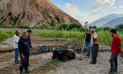 Hakkari-Van karayolunda bataklığa saplanan inek kurtarıldı