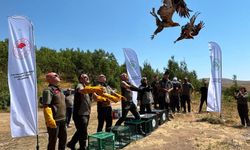 Tedavileri tamamlanan kuşlar Nemrut'ta doğaya salındı