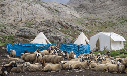 Tunceli'de 3 bin metre rakımda "peynir" mesaisi