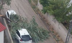 Erzurum'da şiddetli rüzgar ağacı devirdi: 2 araç hasar gördü
