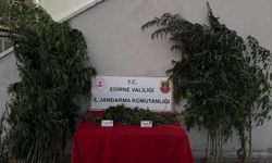 Kamu arazisindeki Hint kenevirlerini sularken yakalandı