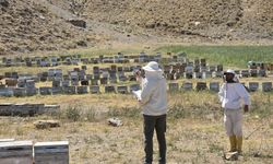 Hakkari’de arılı kovan tespit çalışmaları sürüyor