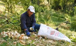 Hakkari köylerinde kışlık soğan hasadı başladı