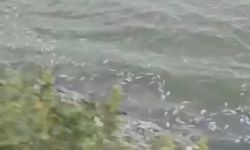 Pamukçay Barajı'nda toplu balık ölümü