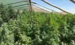 Diyarbakır'da 5 bin 400 kök Hint keneviri ele geçirildi