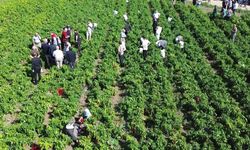 Bafra Ovası'nda kapya biber hasat etkinliği yapıldı