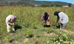 Kadınların emeği kooperatiflerle kazanca dönüşüyor
