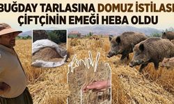 Hakkari’de Domuz sürüleri çiftçileri mağdur etti
