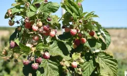 Ahududu ve böğürtlen çiftçiye yeni gelir kapısı oldu