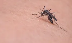 Belçika'da ilk kez yerel Batı Nil virüsü vakası