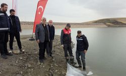 Van'da göletlere 700 bin sazan yavrusu bırakıldı
