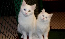 Van Kedi Villası’nda yavru mesaisi bitti, sahiplendirme başladı