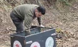 Otomobilin çarptığı karaca, tedavisi sonrası doğaya bırakıldı