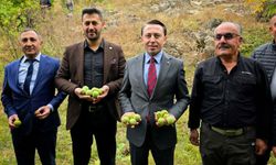 Kaymakam Hülür Ceviz hasadına katıldı