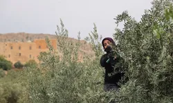 Mardin'de zeytin hasadı başladı, 400 dönümde verim arttı