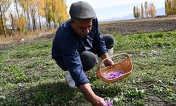 Hakkari’de ilk kez ekildi, kilosu 950 bin lira!