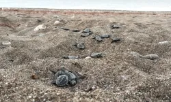 Antalya'da 200 bin caretta caretta denize ulaştı