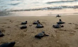 Fethiye'de 6 bin caretta caretta denizle buluştu
