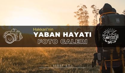 Hakkari'nin Yaban Hayatı Objektiflendi