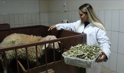 Menengiç ve sumak yaprağı, hayvanlarda metan gazını azaltıyor
