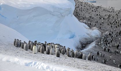 İmparator penguen nüfusu azalıyor