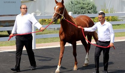 TİGEM'den 45 milyon liralık tay satışı