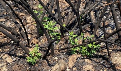 'Yanan yerlere badem, zeytin, ceviz dikme fikri, bilimsel gerçeklikten uzak'