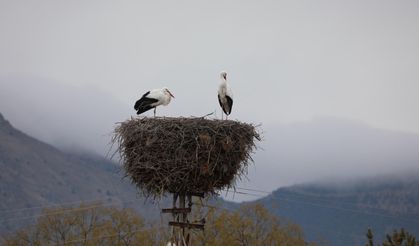 Köyü mesken tutan leylekler, 10 yıldır göç etmiyor