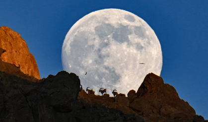 Yaban keçileri dolunayla birlikte görüntülendi